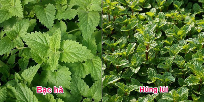 5 cách làm sinh tố bạc hà the mát, cực đã