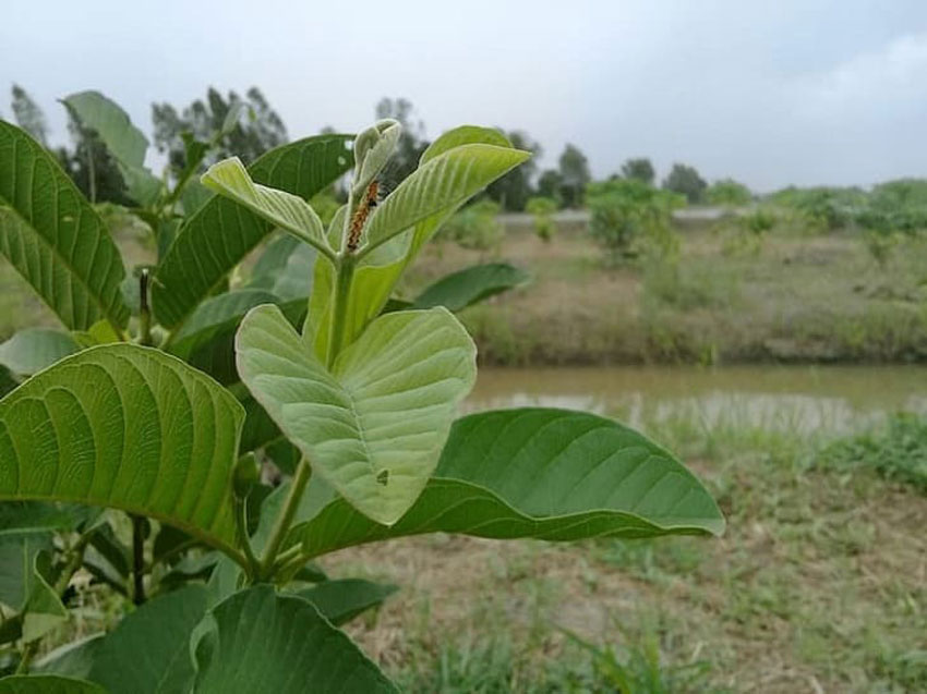 4 cách trị nấm da đầu tại nhà hiệu quả