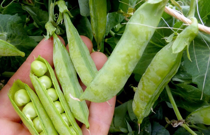 Cac loai dau tot cho suc khoe 4