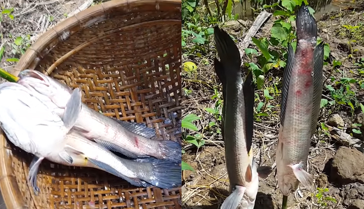 3 món cá lóc nướng cực ngon tại nhà