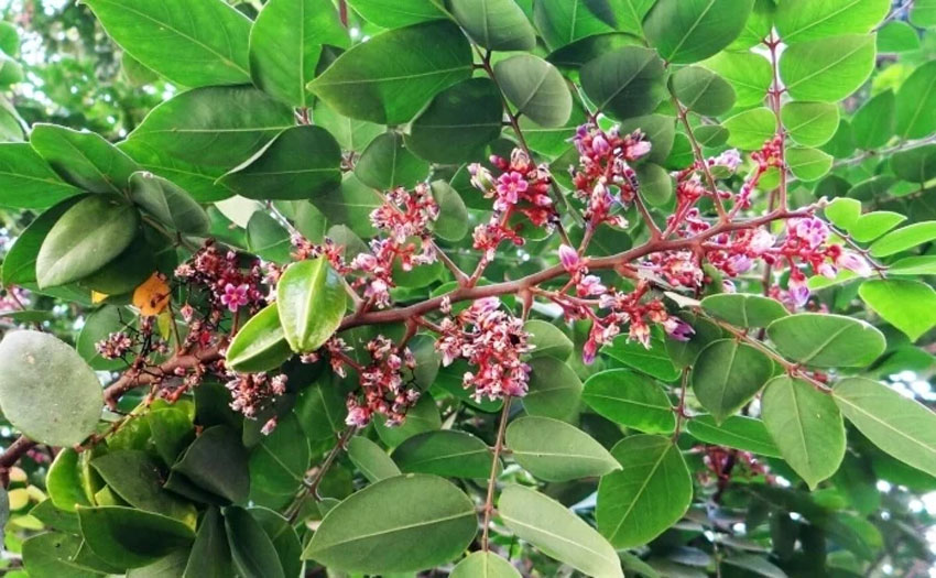 chua toc bac som bang khe chua 3