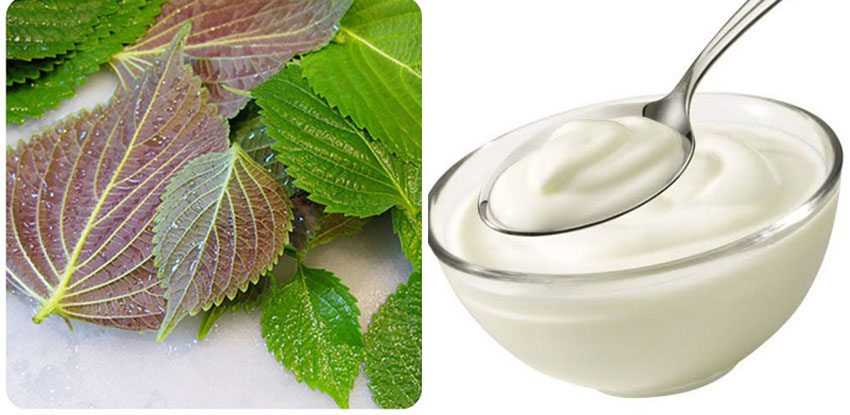 6 cách trị nám bằng lá tía tô an toàn hiệu quả