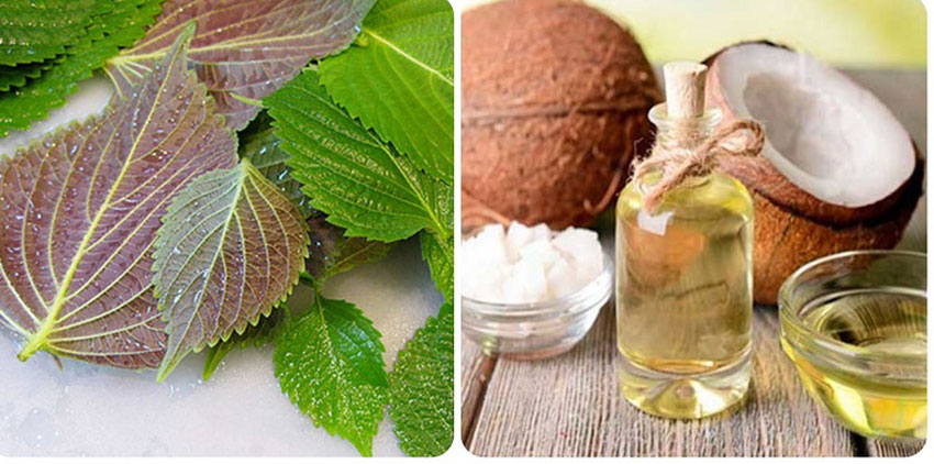 6 cách trị nám bằng lá tía tô an toàn hiệu quả