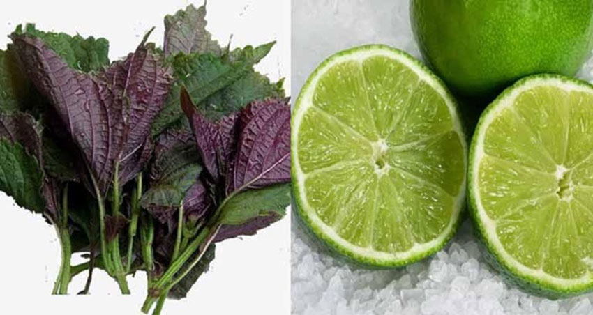 6 cách trị nám bằng lá tía tô an toàn hiệu quả