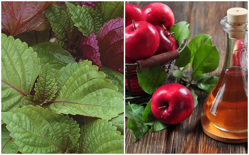 6 cách trị nám bằng lá tía tô an toàn hiệu quả