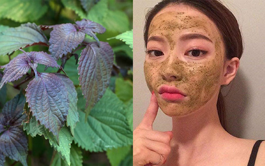 6 cách trị nám bằng lá tía tô an toàn hiệu quả