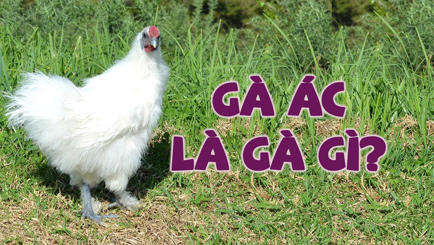 3 cách nấu gà ác tẩm bổ cho cả nhà