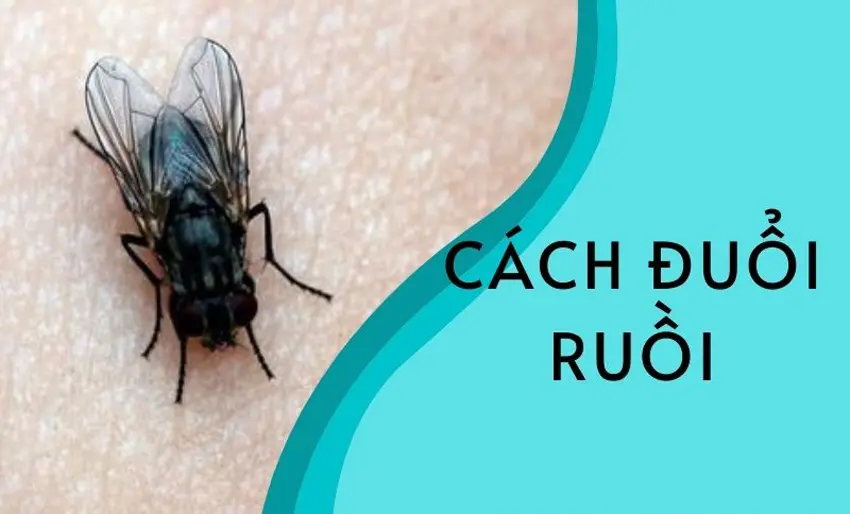8 cách đuổi ruồi ra khỏi nhà cực hiệu quả